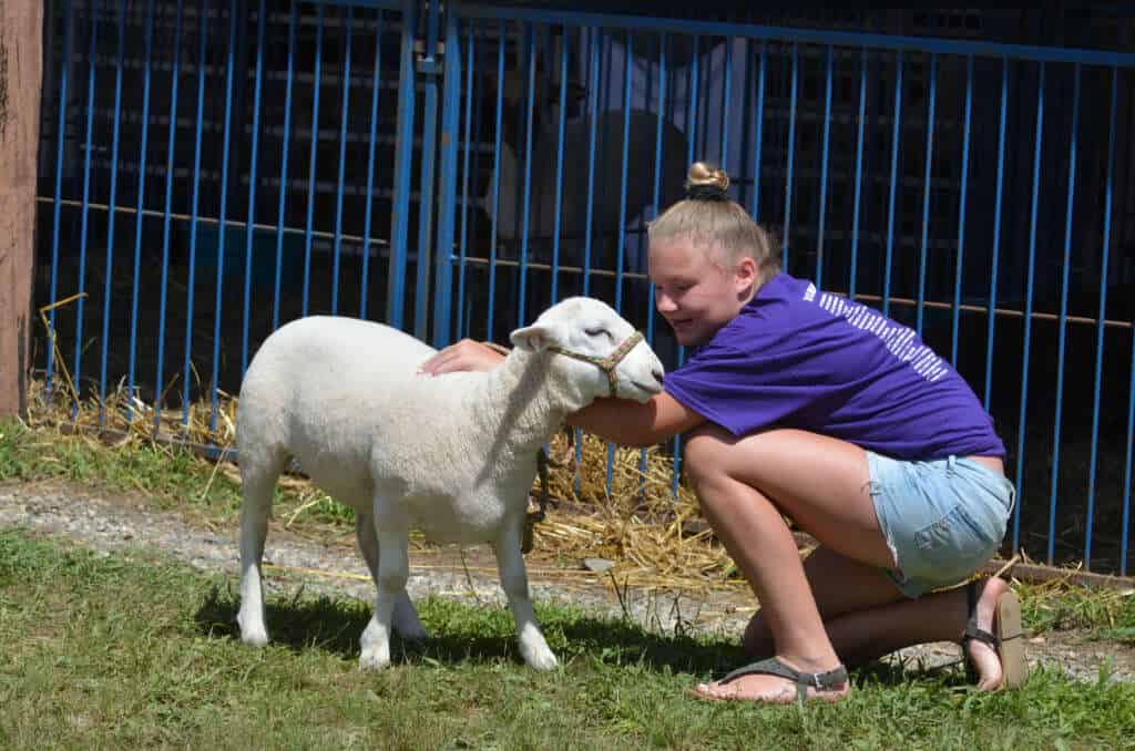 Sheep – Lebanon Country Fair