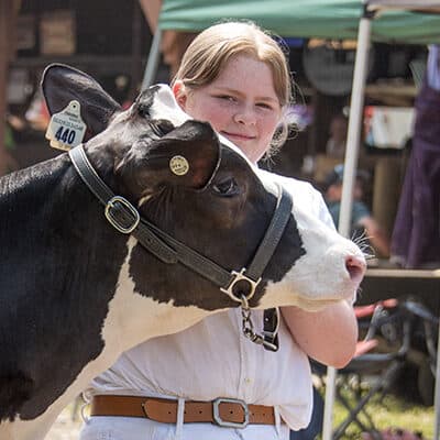 Cattle show at the Lebanon Country Fair