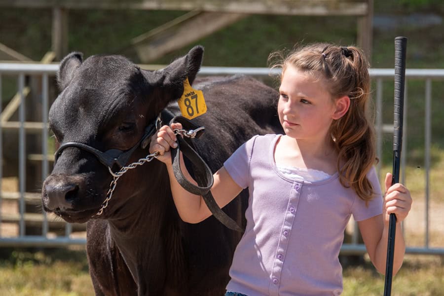 Cattle Show at the Lebanon Country Fair